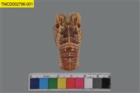 藏品(螯蟬蝦)的圖片